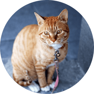 Cat Collars, Harnesses & Leashes - Pets Perfect