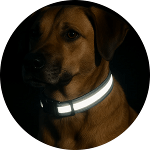 Reflective Dog Collars - Pets Perfect