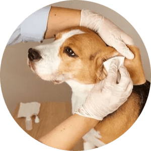 Dog Eye & Ear Care - Pets Perfect