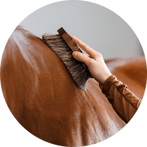 Horse Grooming - Pets Perfect