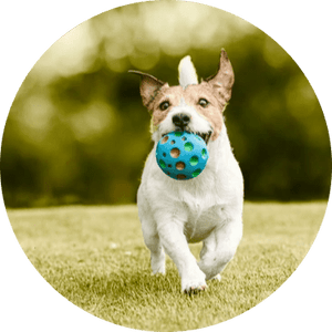 Fetch Toys - Pets Perfect