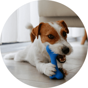 Dog Chew Toys - Pets Perfect