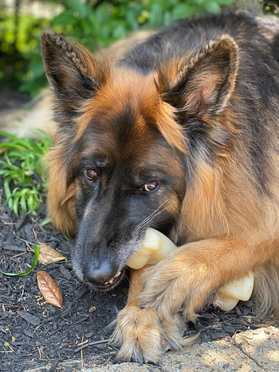 Nylabone Power Chew Femur Bone BIG Dog Chew Toy Chicken, XX-Large/Monster 50 lb. 1 ct - Pets Perfect