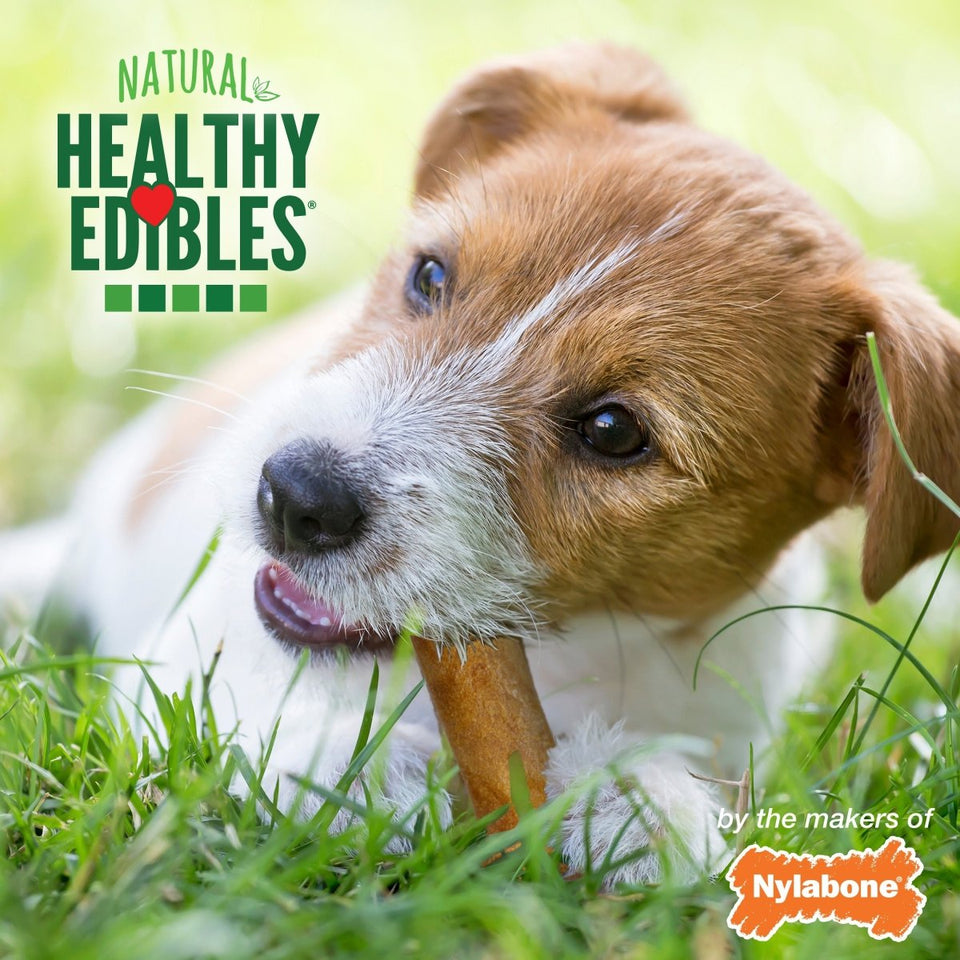 Nylabone Healthy Edibles All-Natural Long-Lasting Dog Chew Treats Variety Pack 3 ct, Petite up to 15 lb - Pets Perfect