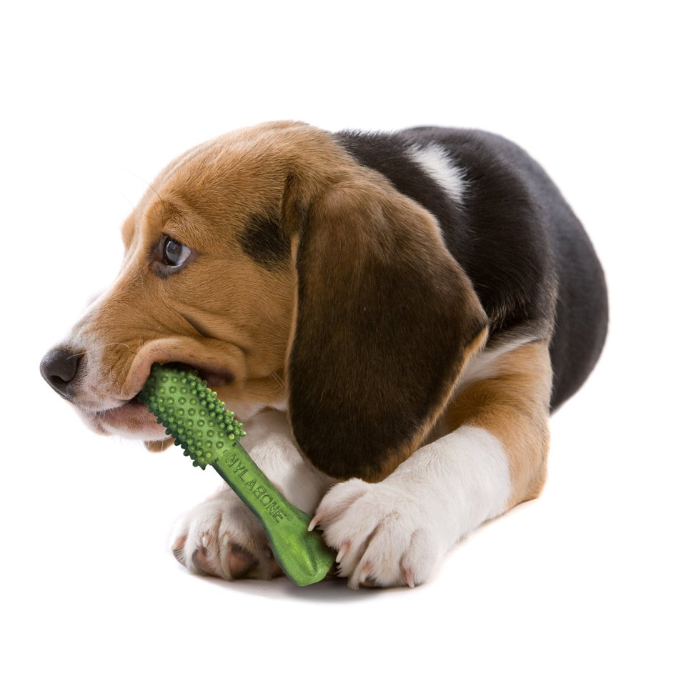 Nylabone Nutri Dent SIMPLE Natural Dental Fresh Breath Flavored Dog Chew Treats Medium, 8 ct - Pets Perfect