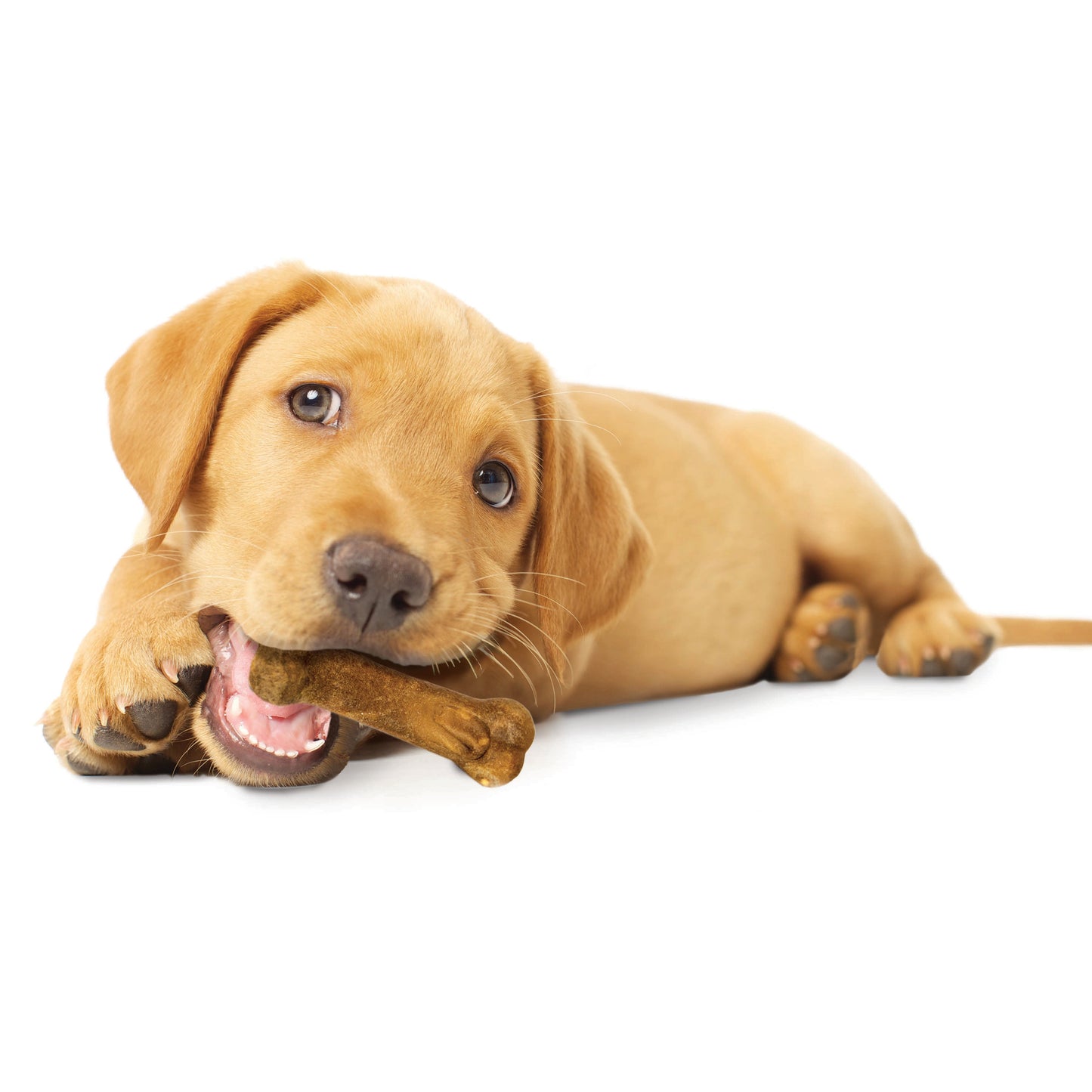 Nylabone Healthy Edibles All-Natural Long Lasting Puppy Dog Chew, view 10