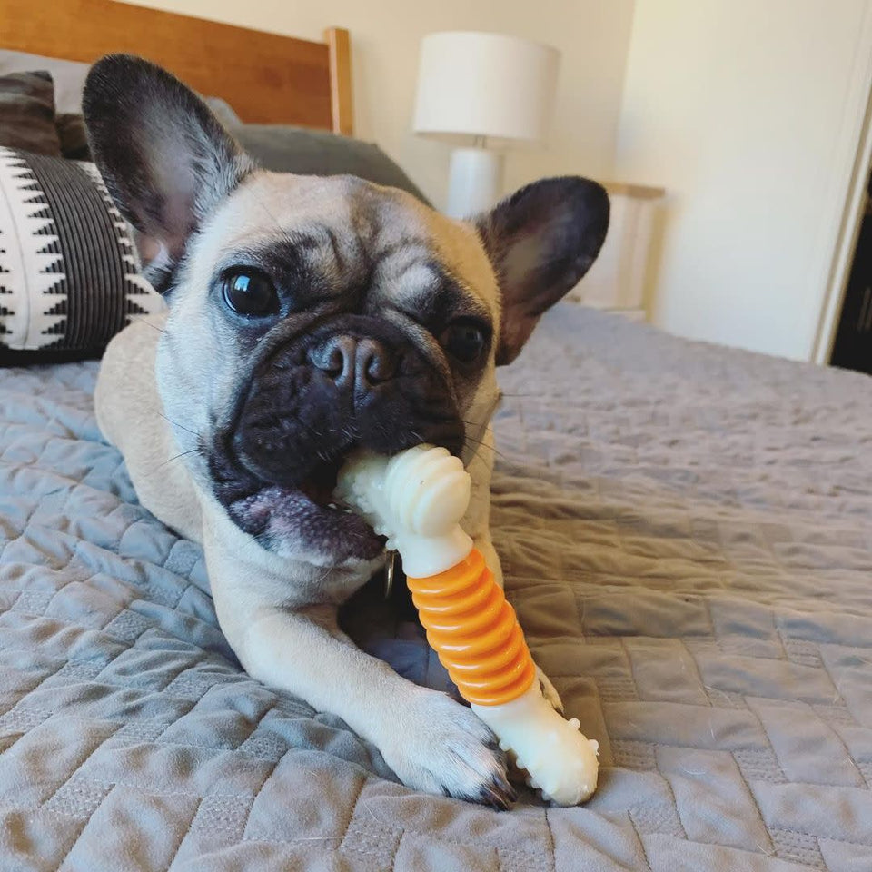 Nylabone PRO Action Dental Power Chew Durable Dog Toy Bacon Small/Regular, up to 25 lb - Pets Perfect