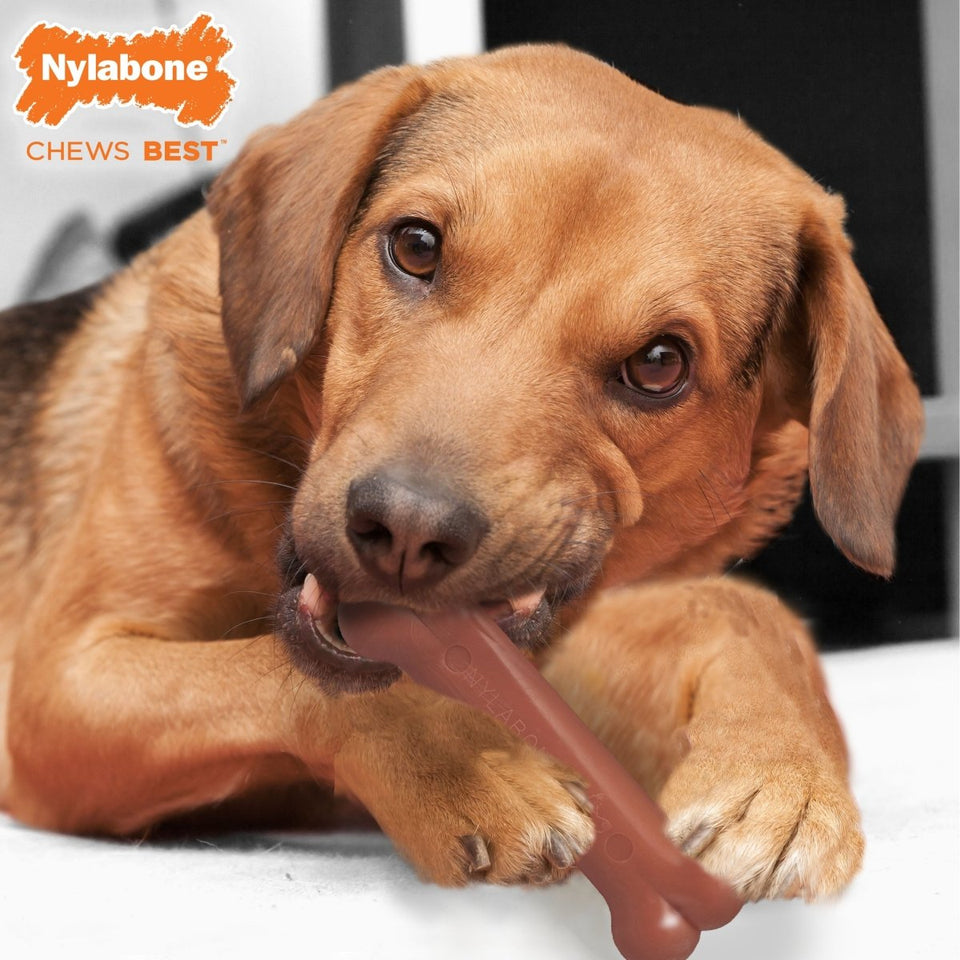 Nylabone Power Chew Bacon Chicken Durable Dog Chew Toy Pack Bacon Chicken, Medium/Wolf up to 35 lb 2 ct - Pets Perfect