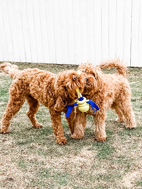 Nylabone Power Play Fling-a-Bounce Interactive Dog Toy Medium/Wolf, up to 35 lb - Pets Perfect