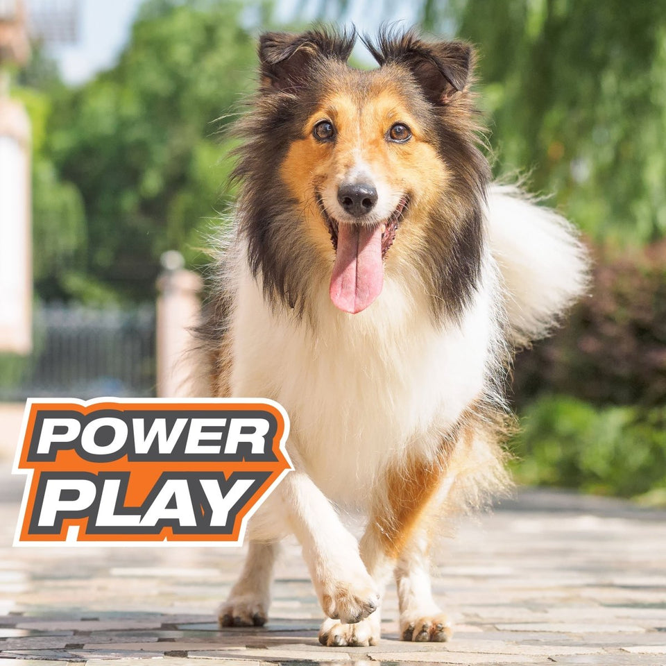 Nylabone Power Play Fling-a-Bounce Interactive Dog Toy Medium/Wolf, up to 35 lb - Pets Perfect