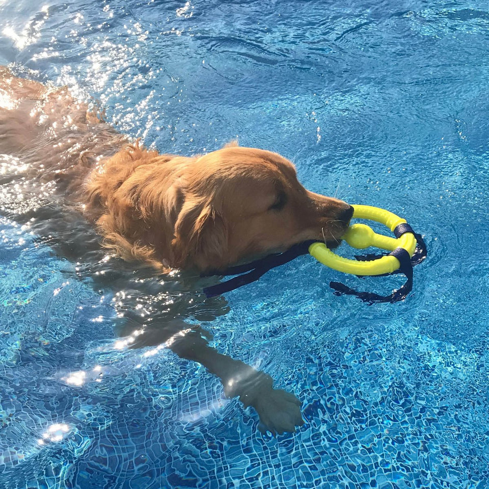 Nylabone Power Play Ring Thing Floatable Dog Toy Medium/Wolf up to 35 lb. 1 ct - Pets Perfect
