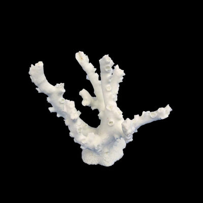 Weco Products South Pacific Coral Octopus Ornament White, Small