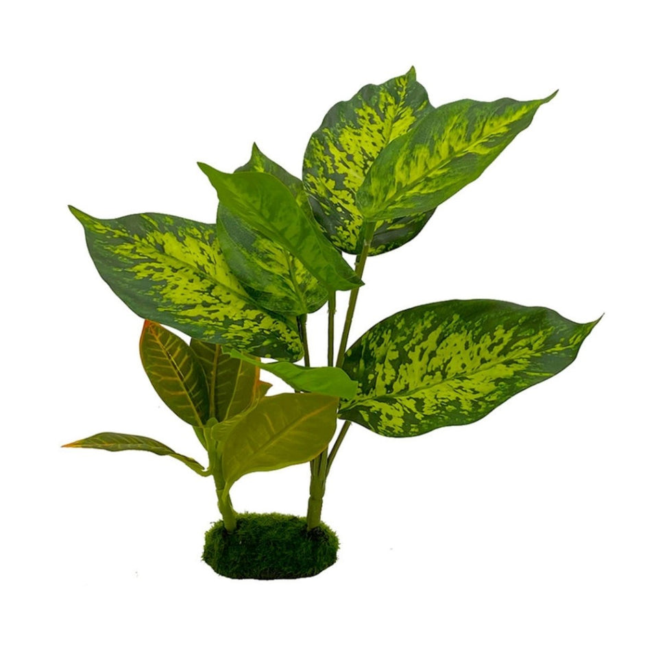 Blue Ribbon Tropical Gardens Dieffenbachia Aquarium Plant, 10 in