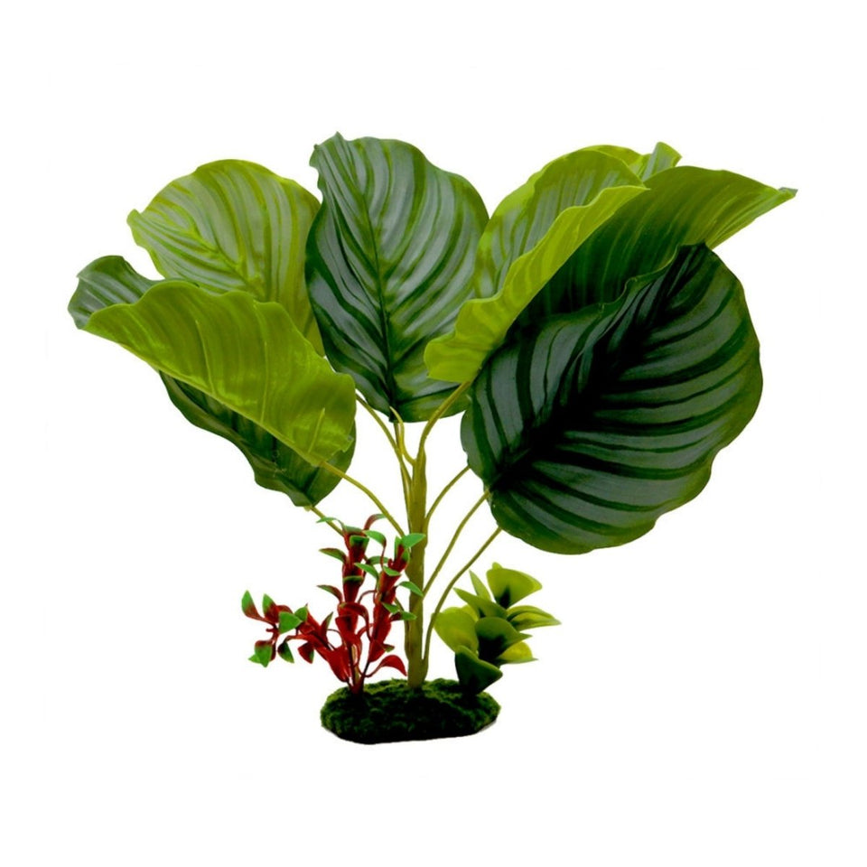 Blue Ribbon Tropical Gardens Variegated Calathea Aquarium Plant, 13 in
