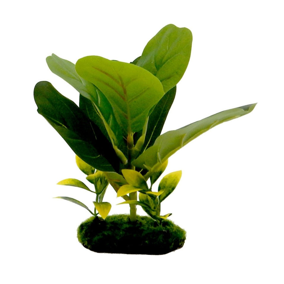 Blue Ribbon Tropical Gardens Fiddle Leaf Aquarium Plant, 8 in