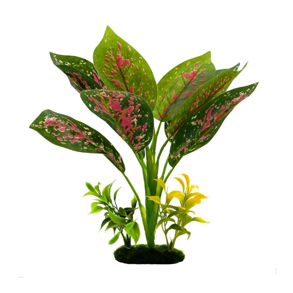Blue Ribbon Tropical Gardens Chinese Evergreen Aquarium Plant, 12 in
