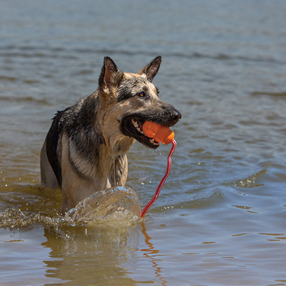 KONG Aqua Dog Toy Large