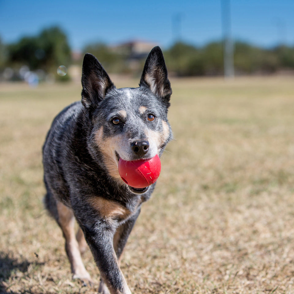 KONG Ball Dog Toy, Red Medium/Large