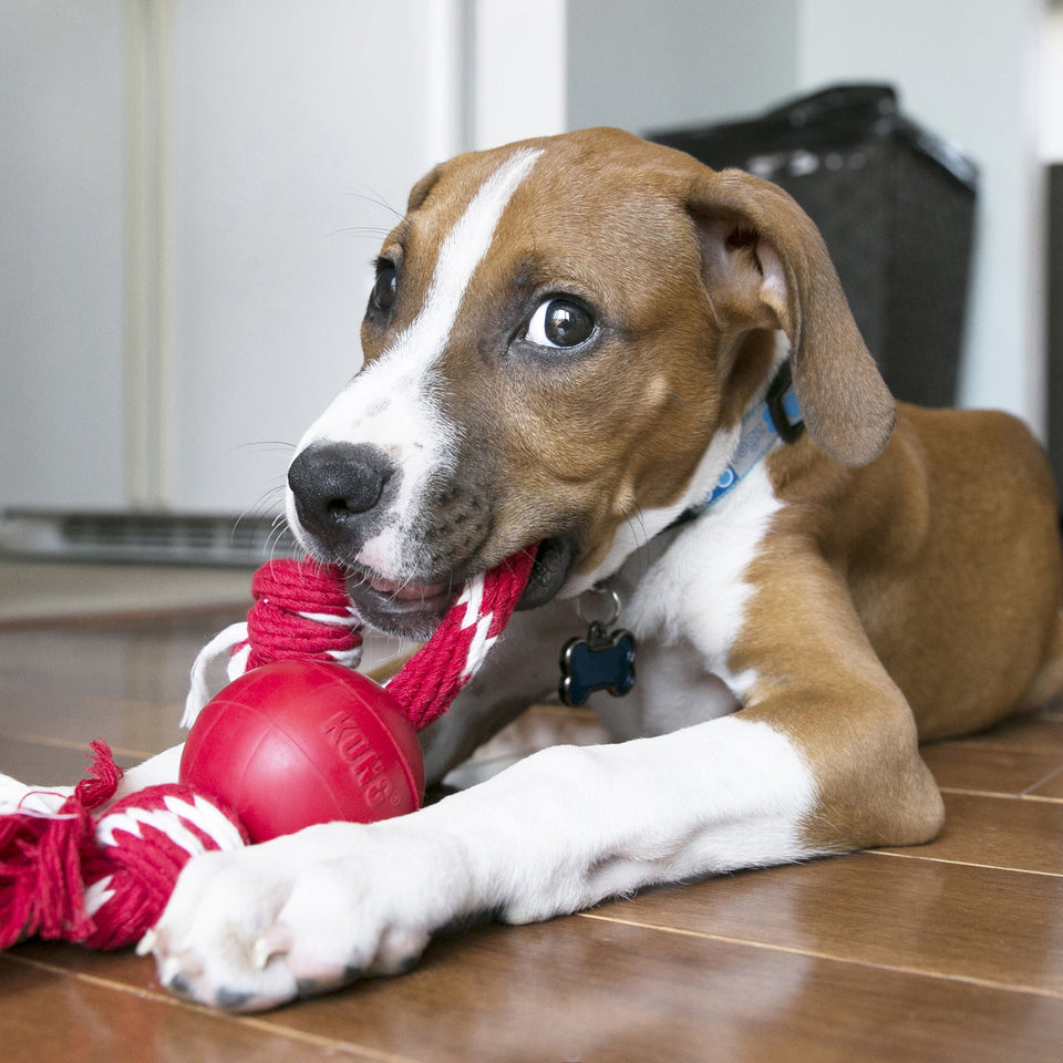 KONG Ball with Rope Dog Toy - Red, Small
