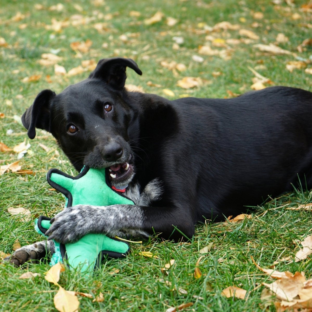 KONG Ballistic Dog Toy Alligator, MD/LG (2 pack) - Pets Perfect