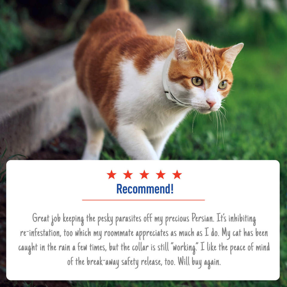 Adams Plus Flea Tick Cat Collar for Cats 1 ct