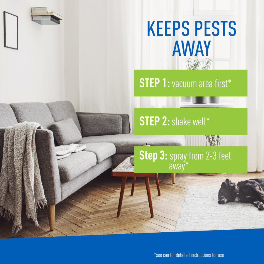 Living room with gray sofa and dog on rug showing spray application steps