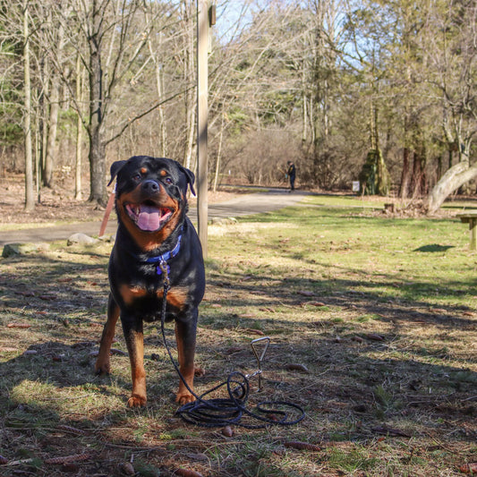 Coastal Poly Big Dog Tie Out Black, 1ea/3/8 In X 20 ft