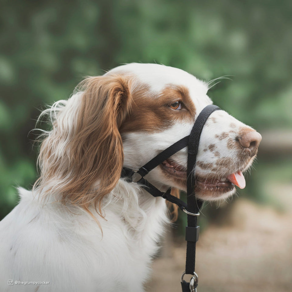 Walk 'n Train Dog Head Halter Black 1ea/XL - Dog Apparel Head Collar