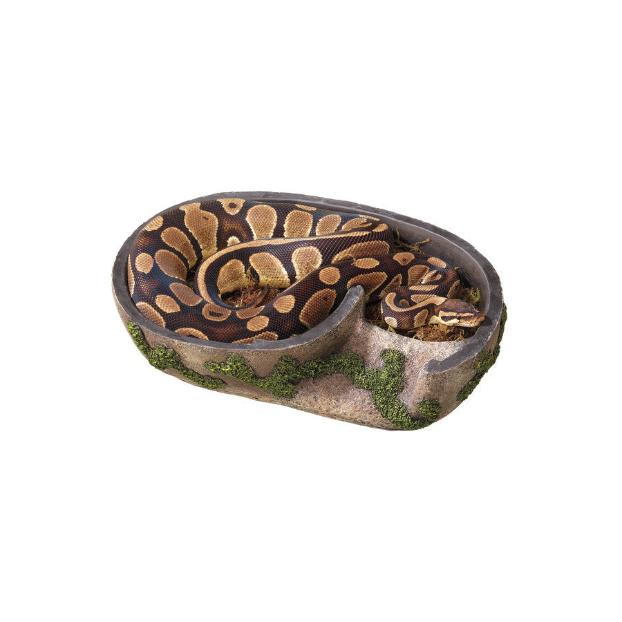 An X-Large Zilla Rock Lair with a ball python coiled inside, showing its dark brown and tan pattern.