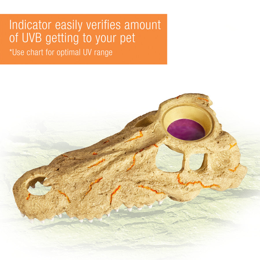 A large, light brown crocodile skull decor with orange accents and a purple UV indicator in one eye socket.