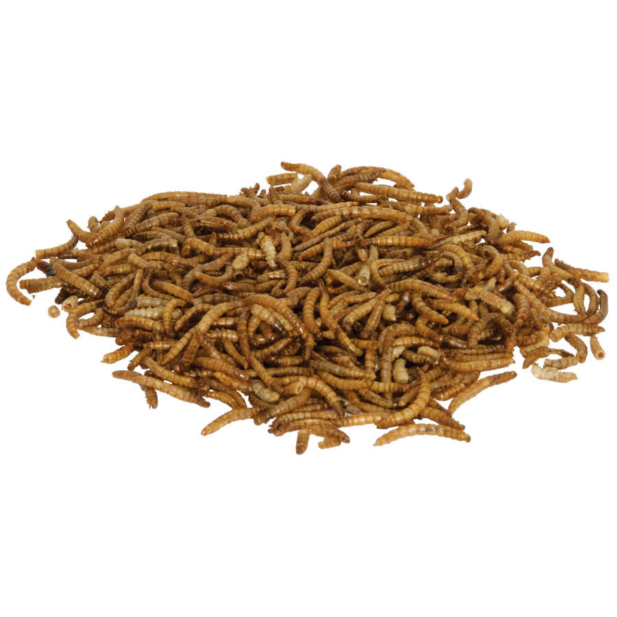 A large pile of dried, brown mealworms on a white background.