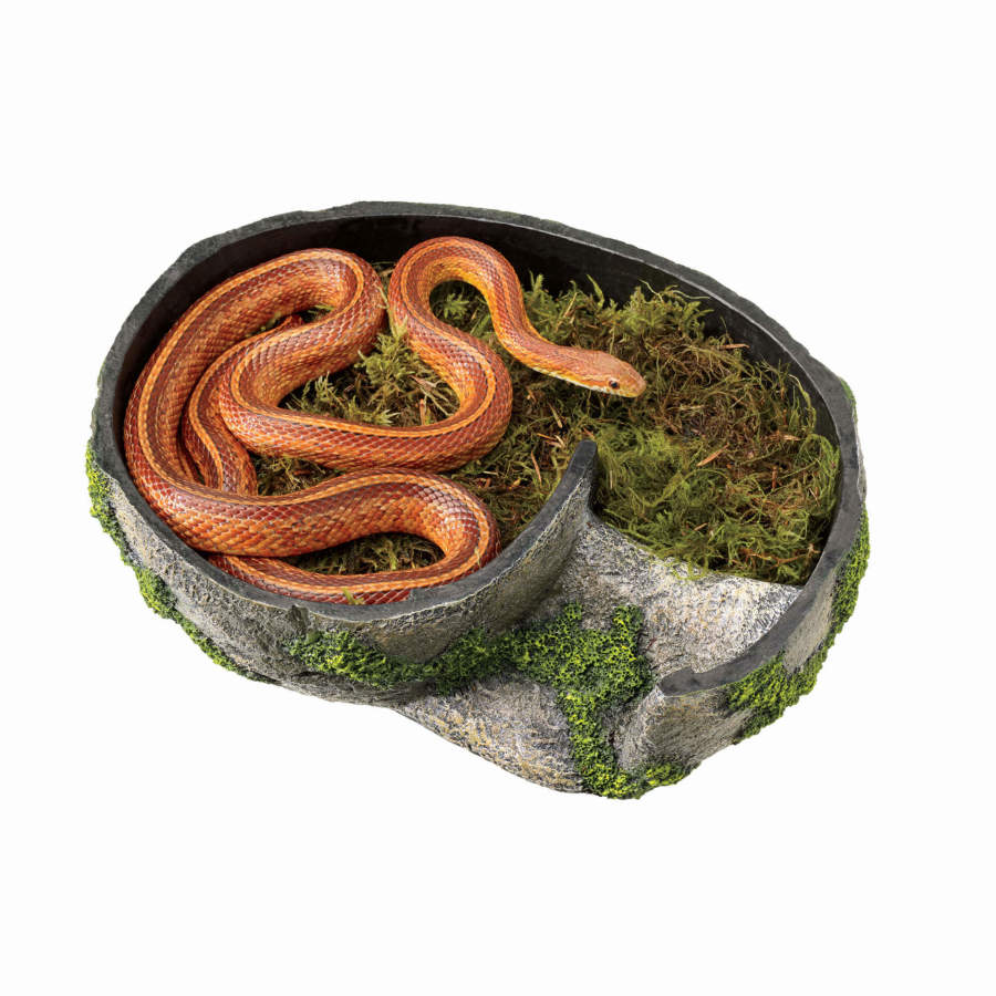 A corn snake rests coiled on green moss inside a gray rock lair with mossy accents.