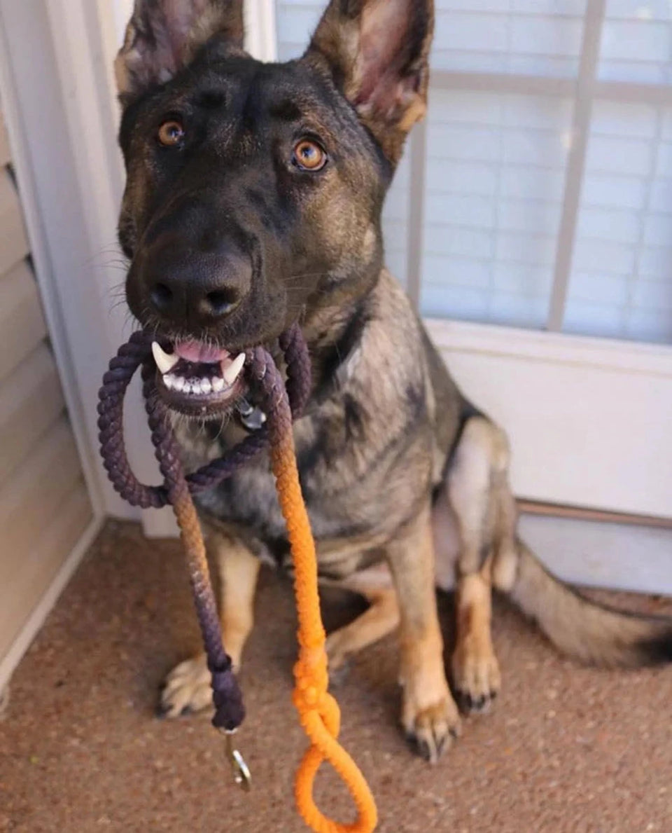 Rope Dog Leash - Pets Perfect