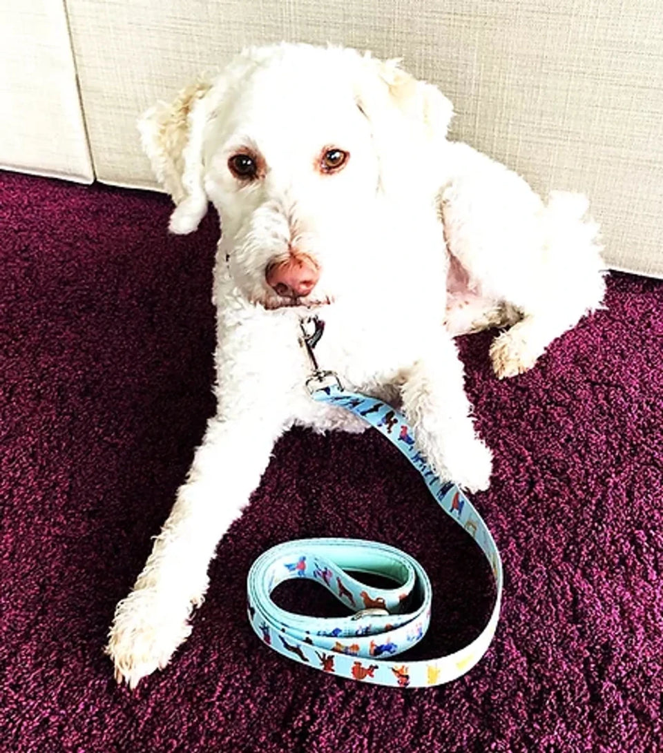 DRL 60 in Dog Leash - Pets Perfect