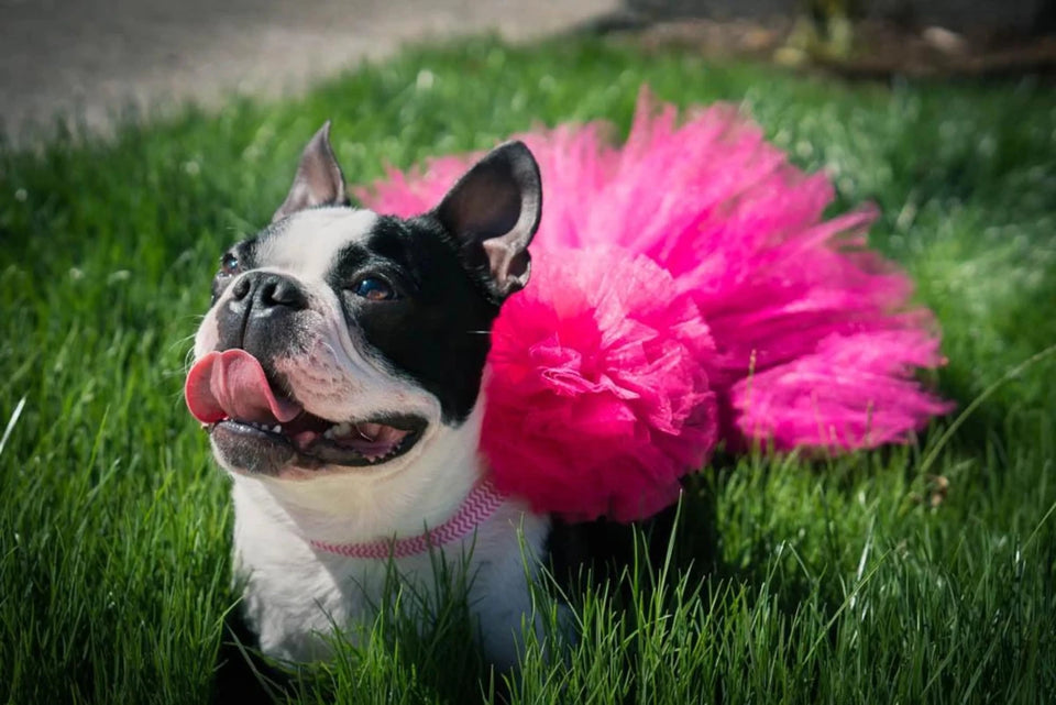 Hot Pink Dog Tutu Skirt (XS) - Pets Perfect