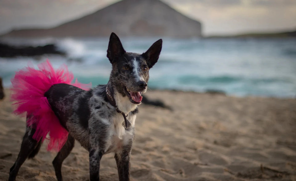 Hot Pink Dog Tutu Skirt (XS) - Pets Perfect