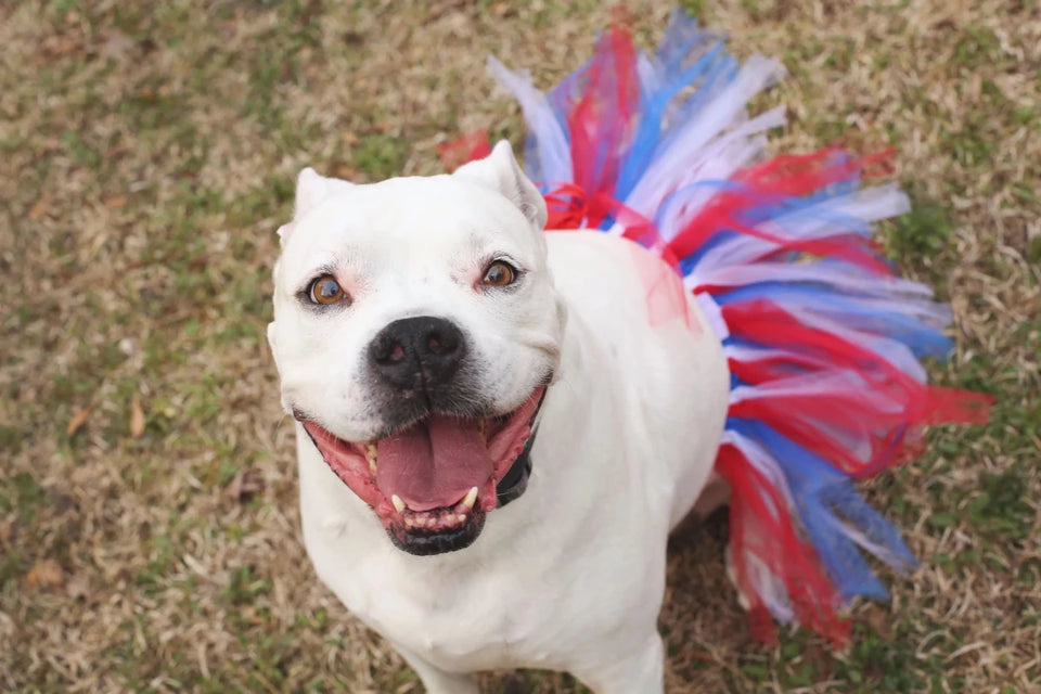 Red White Blue 4th of July Dog Tutu Skirt by Tutu Joli - Pets Perfect