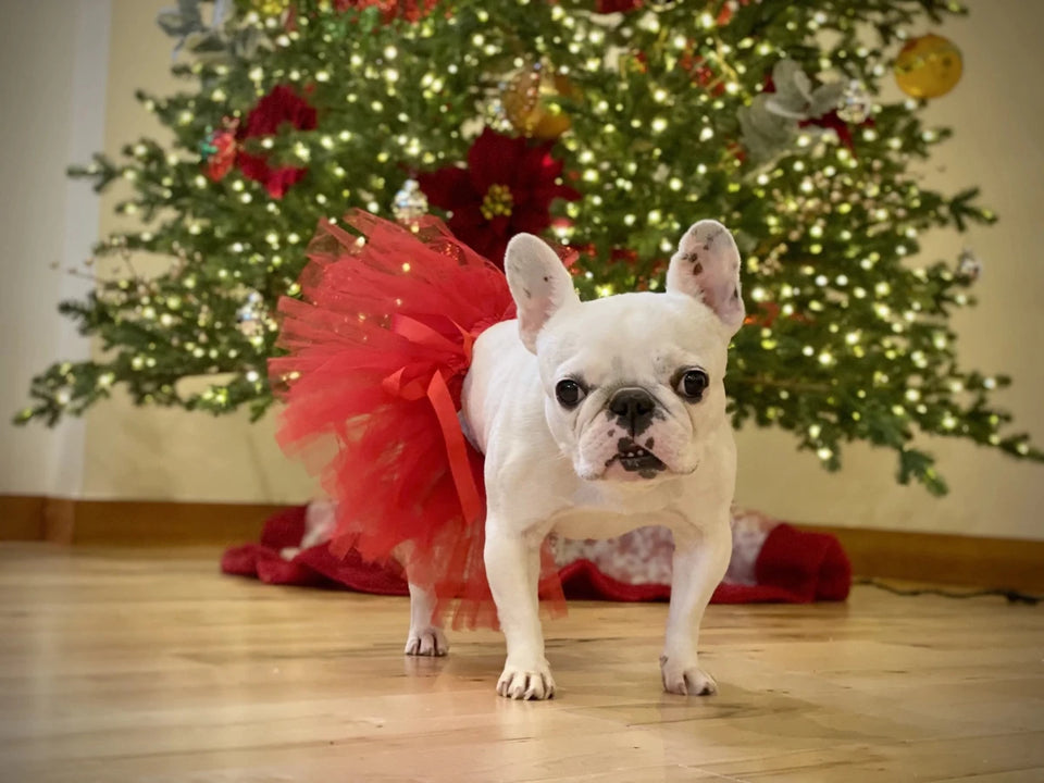 Red Christmas Dog Tutu Skirt - Holiday Tulle Skirt for Dogs & Cats - Pets Perfect