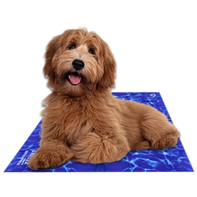 Shaggy brown dog lying on a blue water-pattern Chillz cooling mat