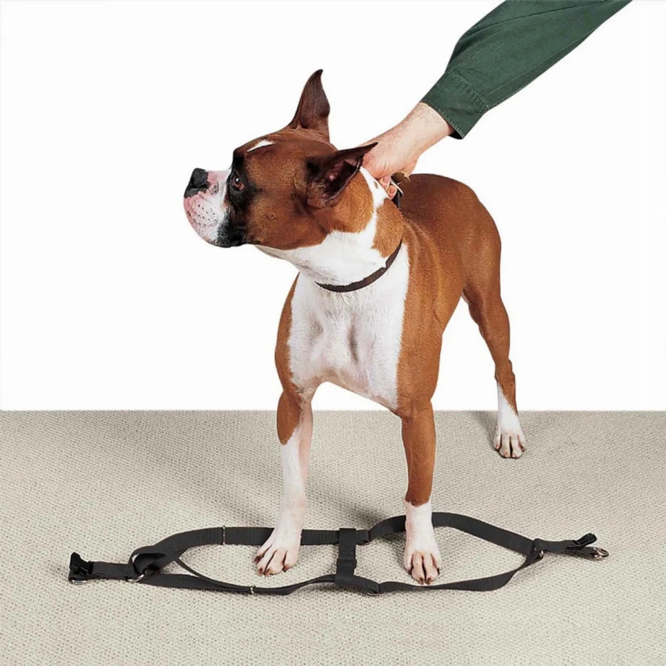 CC Nylon 2 Step Dog Harness 15-25 in Black