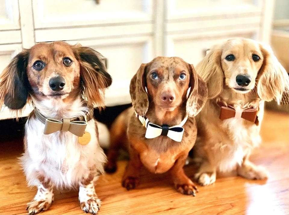 PoisePup Dog Bow Tie - Genuine Leather, 11 Colors - Pets Perfect