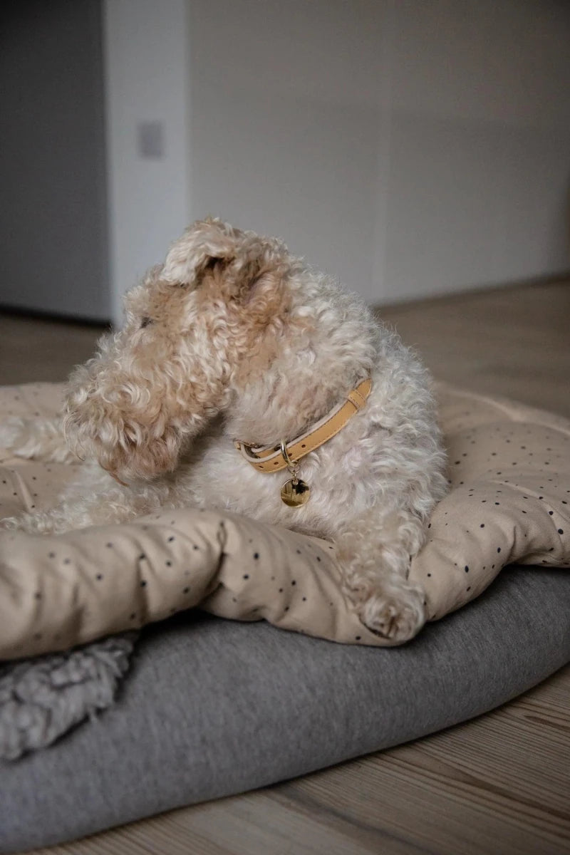 Copenhagen Dog Collar - Pets Perfect