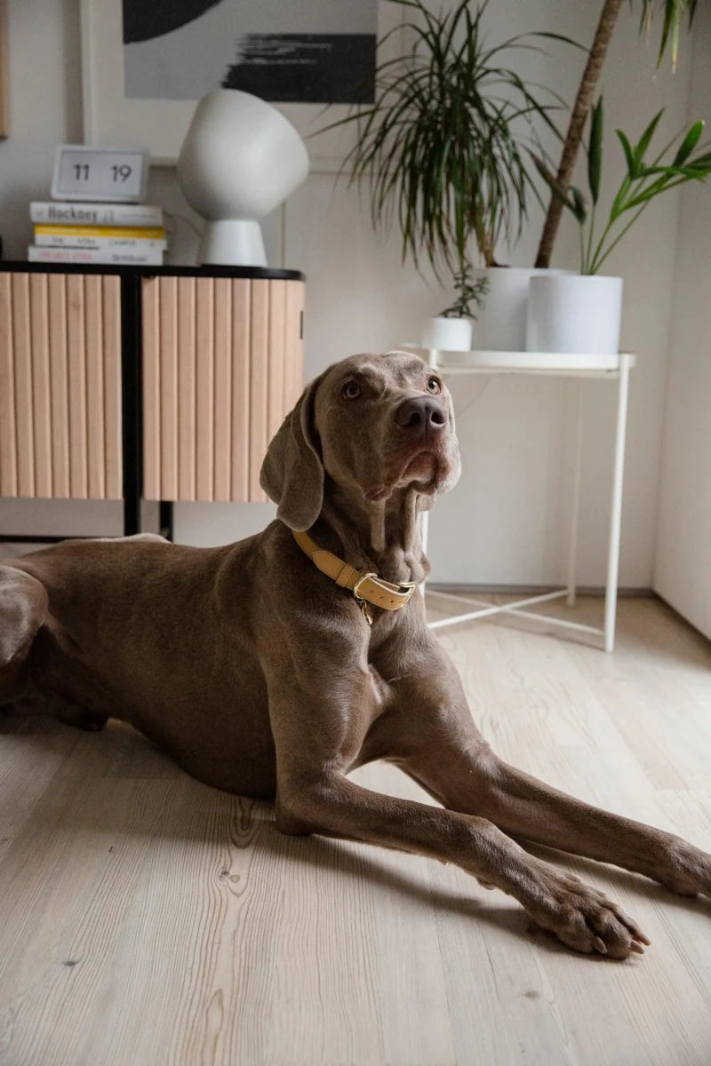 Copenhagen Dog Collar - Pets Perfect