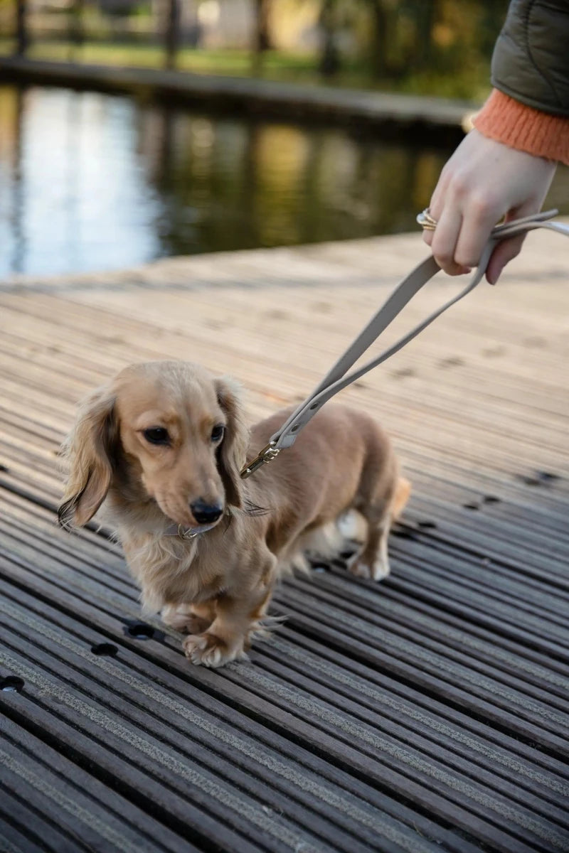 London Dog Leash - Pets Perfect