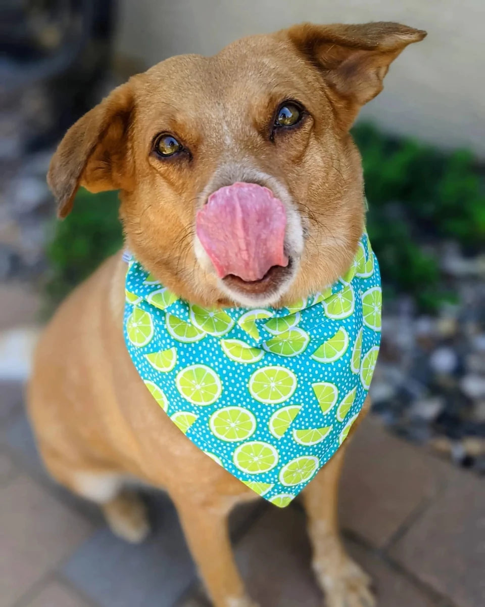 Over-The-Dog Collar Dog Bandana, Handmade Slide-On, 26 Prints, view 133