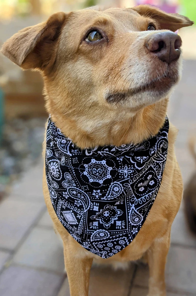 Over-The-Dog Collar Dog Bandana, Handmade Slide-On, 26 Prints, LARGE/1, view 74