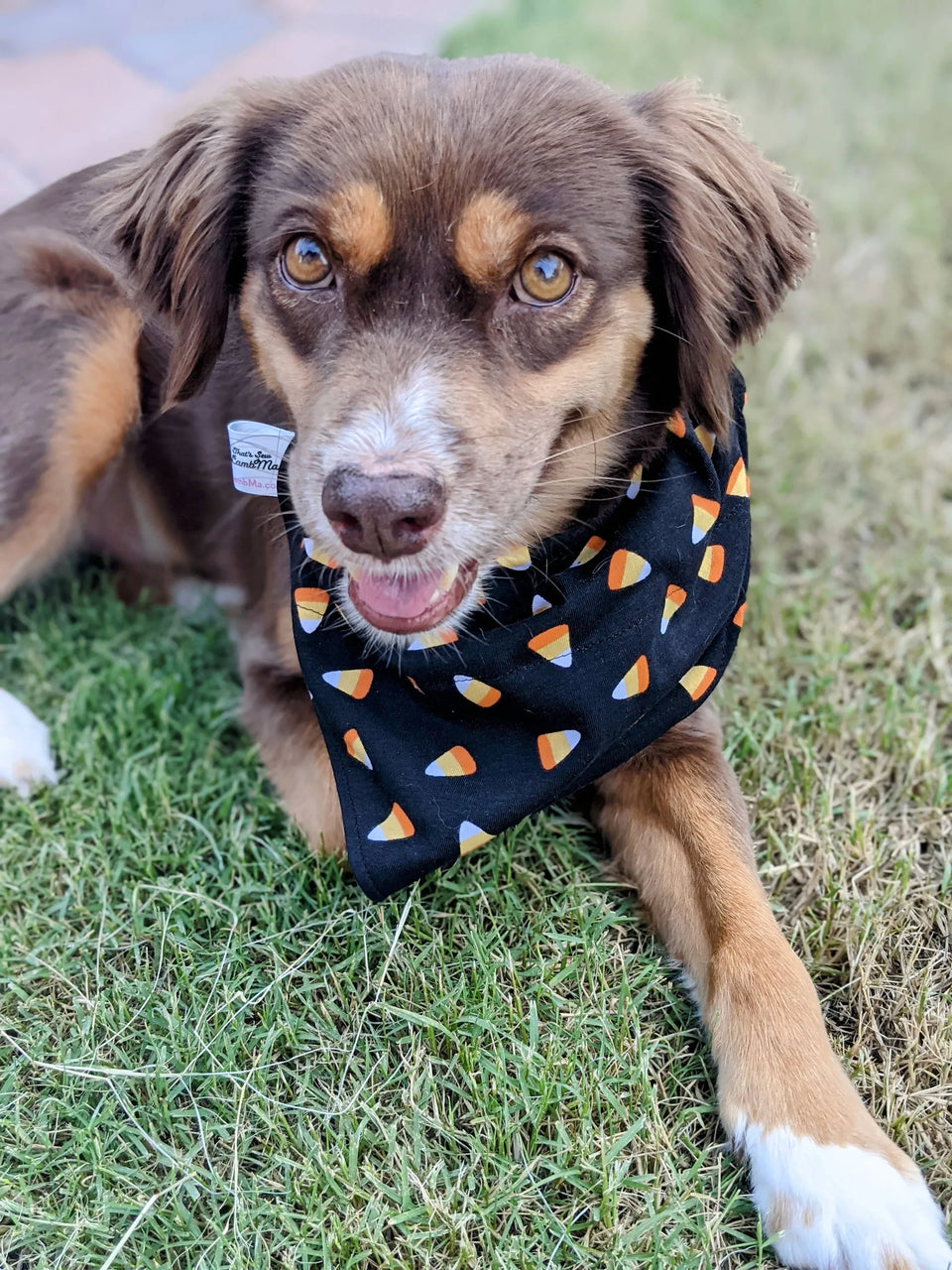 Halloween Dog Bandana Over Dog Collar, SMALL/1, view 27