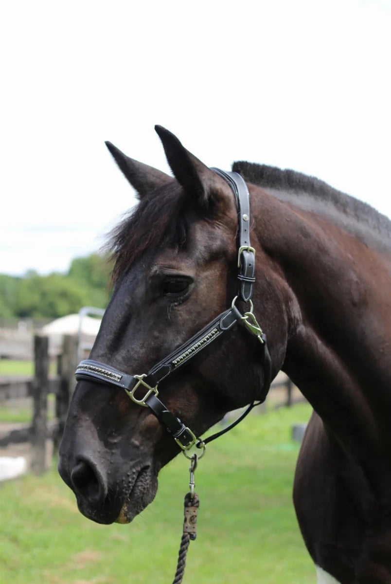 Henri de Rivel Padded Jewel Halter - Premium Leather Horse Halter with, view 14
