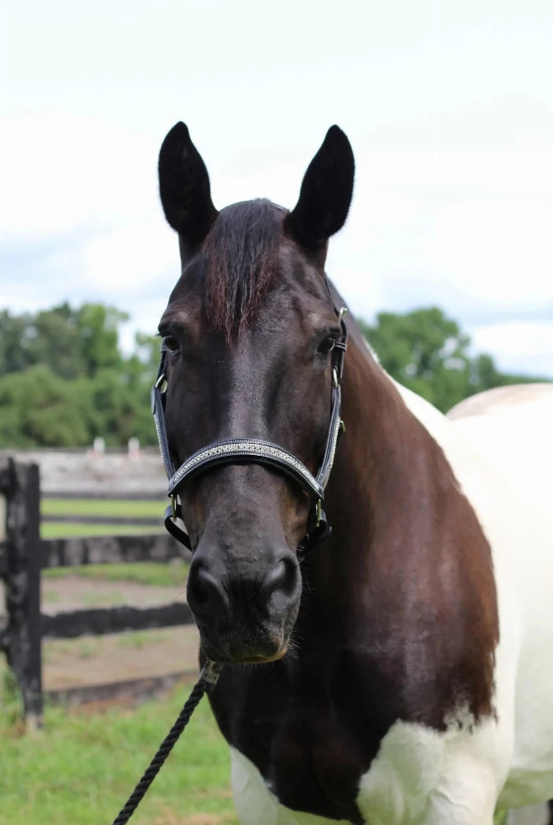 Henri de Rivel Padded Jewel Halter - Premium Leather Horse Halter with, Black w/ silver crystal/1, view 8