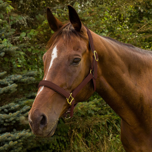 Henri de Rivel Vegan-X Leather Halter - Australian Nut - Pony